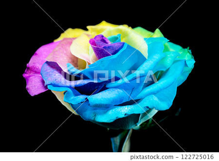 Vibrant Rainbow Rose on black background Vibrant Rainbow Rose on black background 122725016
