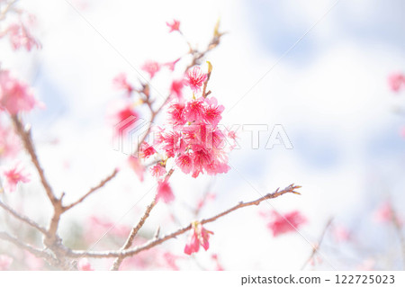 Cherry blossom image 122725023