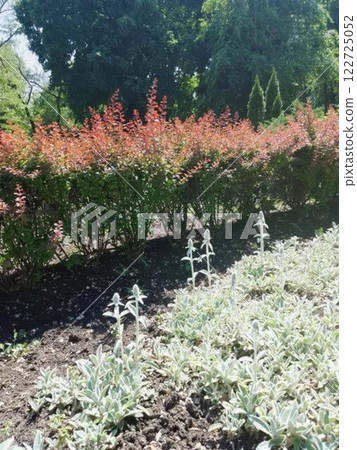 Garden with lamb's ear plants and green hedge.  122725052