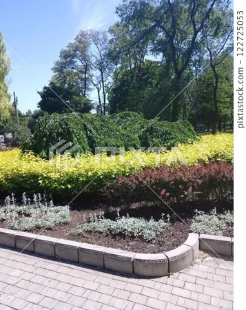 Garden with lamb's ear plants and green hedge.  122725053