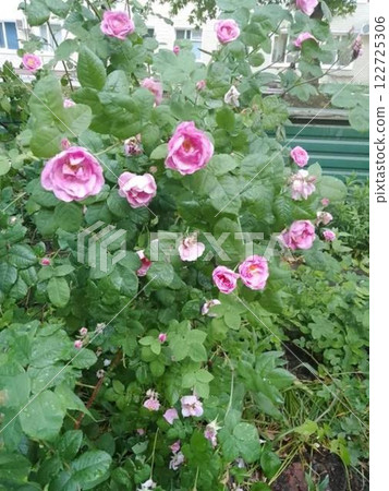 Pink roses blooming on a green bush in a garden.  122725306