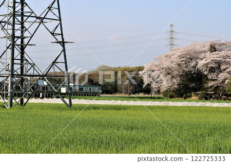 Power lines passing through rice fields and cherry blossoms in full bloom Train 122725333