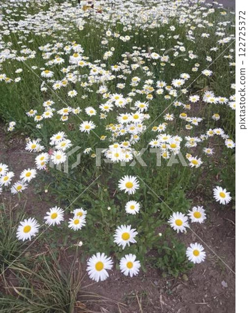 Meadow of white flowers, daisies Meadow of white flowers, daisies 122725372