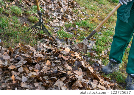 Raking clean sweeping fallen leaves with a garden rake Raking clean sweeping fallen leaves with a garden rake 122725627