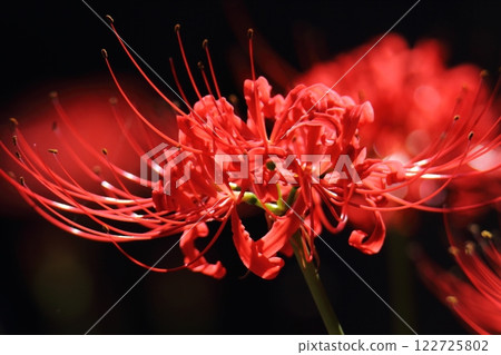 Gardening: Garden flowers, Gardening: Garden flowers, 122725802