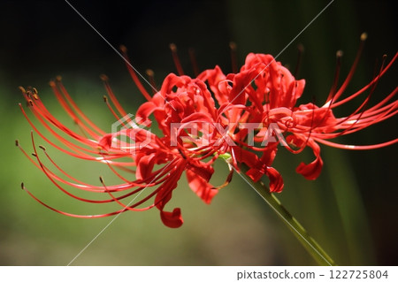 Gardening: Garden flowers, 122725804