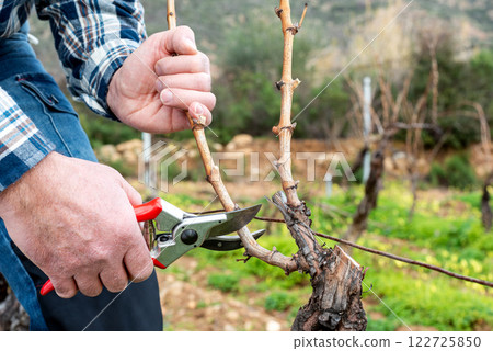 Farmer pruning the vine in winter. Agriculture. Farmer pruning the vine in winter. Agriculture. 122725850