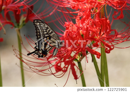 Gardening: Garden flowers, 122725901