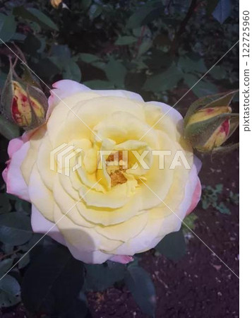 White rose in full bloom with soft petals.  122725960