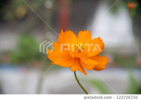 A super macro photo of a yellow Cosmos sulphureus from Luzon, Philippines. Close-up of stamen 122726150