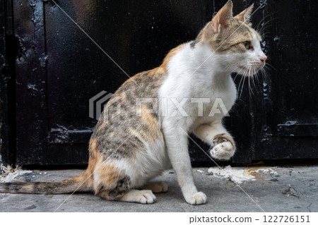 A speckled cat with a lifted paw looks intently at something. A black door in the background 122726151
