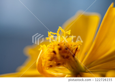 A super macro photo of a yellow Cosmos sulphureus from Luzon, Philippines. Close-up view of stamen 122726155