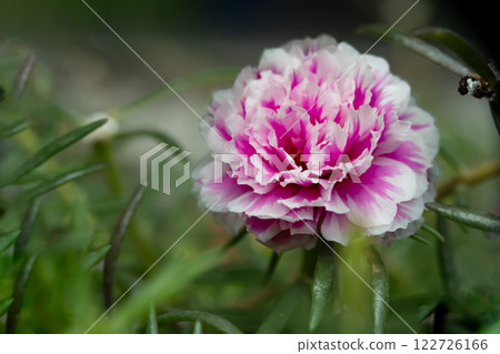 A white and ceriese pink Moss-rose purslane or portulaca grandiflora rose. Close-up, macro photo 122726166