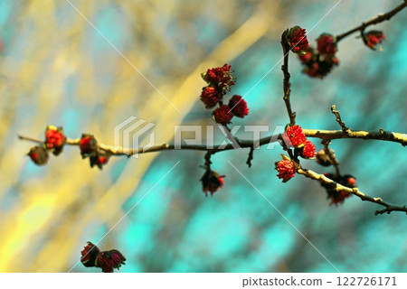 Bright red flowers of the Persian ironwood parrotia persica on a bright sunny day, a harbinger of spring Bright red flowers of the Persian ironwood parrotia persica on a bright sunny day, a harbinger of spring 122726171