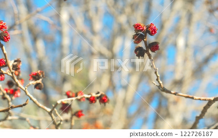 Bright red flowers of the Persian ironwood parrotia persica on a bright sunny day, a harbinger of spring 122726187