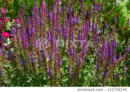 Gardening.Pink magenta sage salvia flowers,spring meadow,lush vegetation 122726244