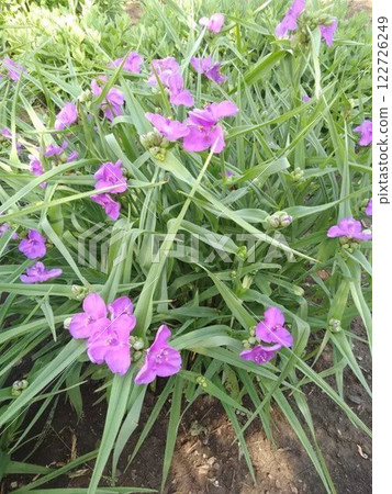 Vibrant purple spiderwort flowers blooming in a garden. Vibrant purple spiderwort flowers blooming in a garden. 122726249