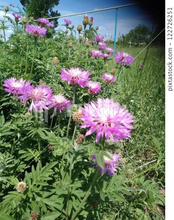 Blooming purple flowers in a green meadow under a sunny sky Blooming purple flowers in a green meadow under a sunny sky 122726251