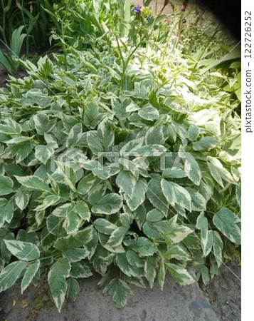 Variegated green and white foliage plant in garden. Variegated green and white foliage plant in garden. 122726252