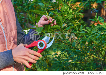 Landscaping.Trimming with scissors secateurs green branches tree.Garden care Landscaping.Trimming with scissors secateurs green branches tree.Garden care 122726459