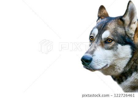 Security safety.Domestic dog's head west siberian laika on white Security safety.Domestic dog's head west siberian laika on white 122726461