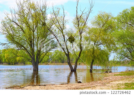 Spring water flood. The overflowing river flooded green trees and bushes Spring water flood. The overflowing river flooded green trees and bushes 122726462