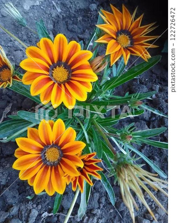 Bright orange and yellow Gazania flowers in garden soi 122726472