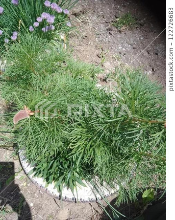 Flowers, flower, yellow, flowerbed, plant Flowers, flower, yellow, flowerbed, plant 122726683