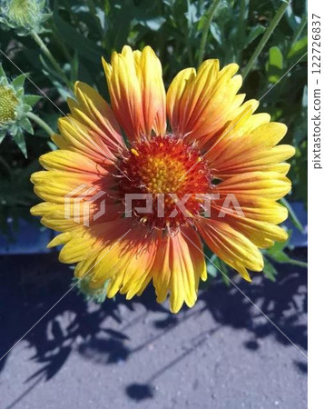 Vibrant yellow and orange flower in sunlight. Vibrant yellow and orange flower in sunlight. 122726837