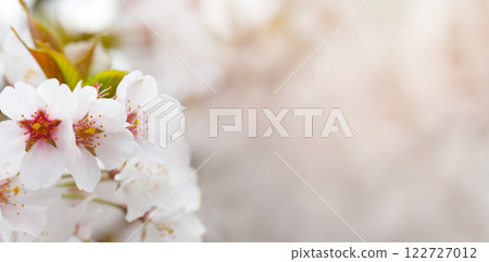 White background with white spring flower White background with white spring flower 122727012