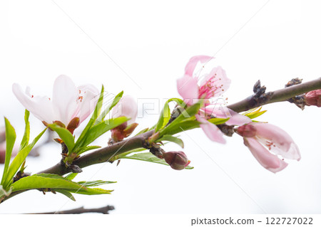 Close-up of spring pink flower on white background Close-up of spring pink flower on white background 122727022