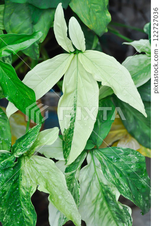 Syngonium podophyllum, Arrowhead Vine or Goosefoot Plant or Araceae and rain droplet 122727036