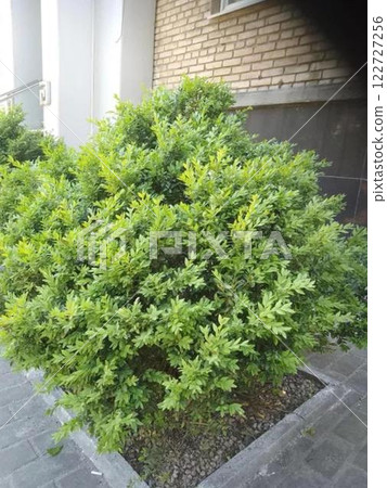 Green bush with dense foliage near a brick building.  122727256