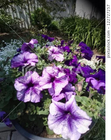 Purple petunias in a garden setting.  122727257