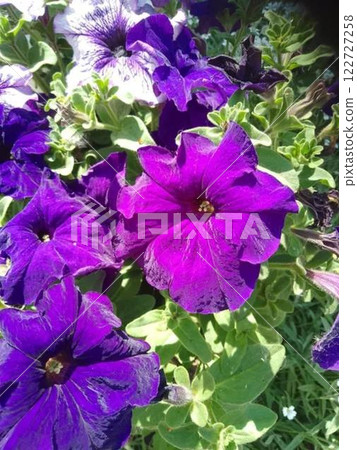 Purple petunias in a garden setting.  122727258