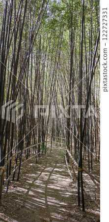 Bamboo trail at Jardin Botanico La Concepcion, Malaga, Spain 122727331
