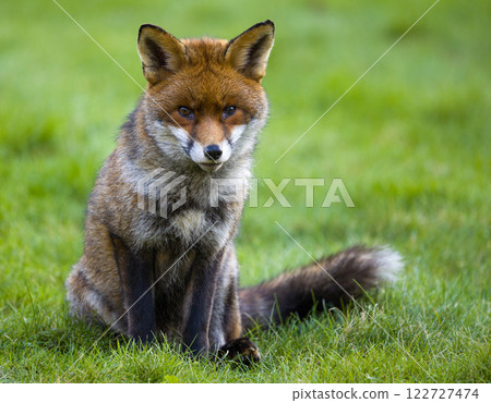 An Elegant Red Fox Sitting Gracefully in a Natural Grassland Setting 122727474