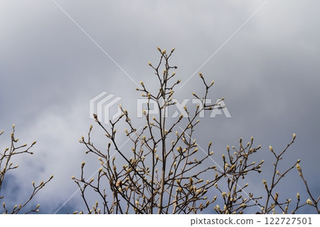 冬季花園中盛開的白玉蘭花蕾 冬季花園中盛開的白玉蘭花蕾 122727501