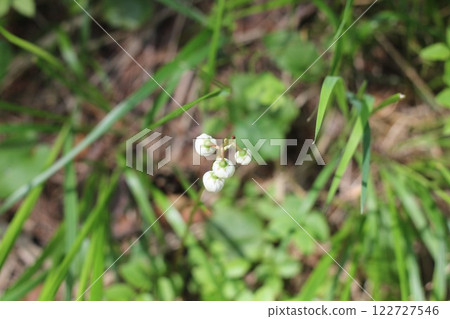 Pyrola media (Intermediate wintergreen) delicate white flowers before bloom, growing in natural habitat in the forest among grass. 122727546