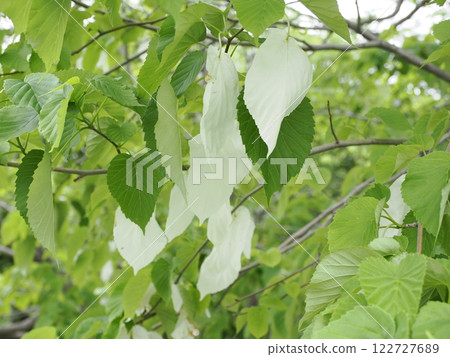 Handkerchief 122727689