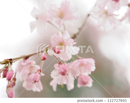 櫻花 122727691