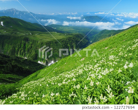 遠眺立山山脈的粉絲花田以及天狗平和彌陀原 122727694