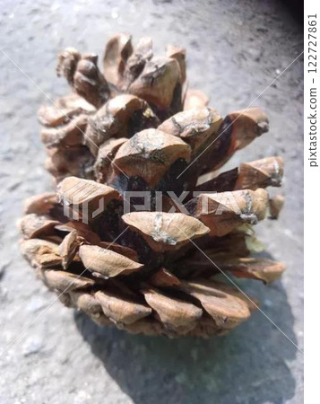 A large pine cone lies on a patterned tablecloth indoors. 122727861