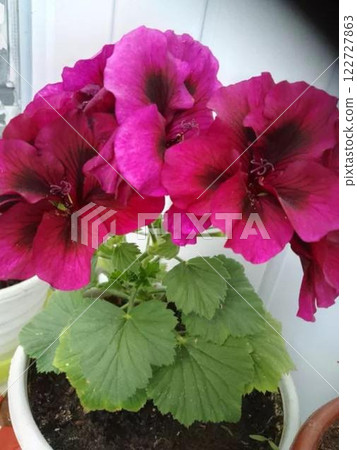 Vibrant pink and red geranium flowers in a white pot.  122727863