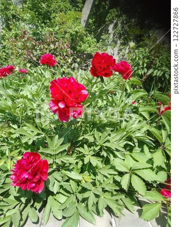 Vibrant red peonies blooming in a green garden 122727866