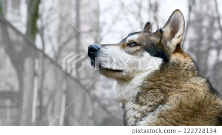 Domestic dog's head west siberian laika on walk 122728134