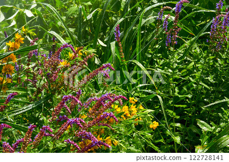 Summer fresh rain. Splashes of raindrops or irrigation systems,sage Summer fresh rain. Splashes of raindrops or irrigation systems,sage 122728141