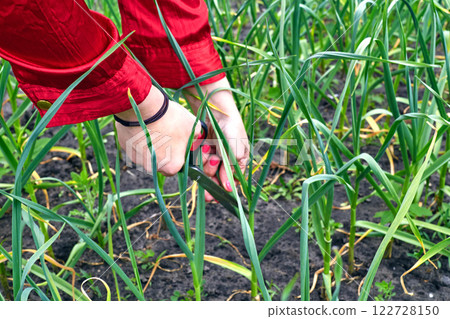 Women hand with manicure holding green garlic onion plucked. garden bed  122728150