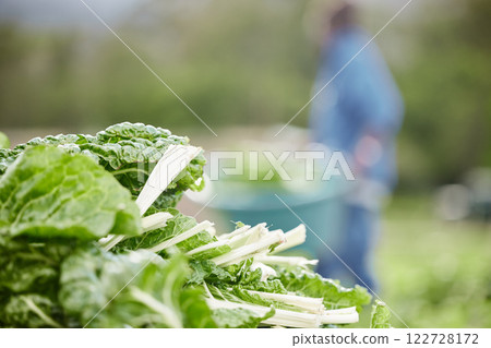Countryside spinach leaf farm in spring harvest, bokeh background, zoom green nature vegetables on field and eco sustainability. Healthy diet from agriculture garden environment and plantbased food 122728172