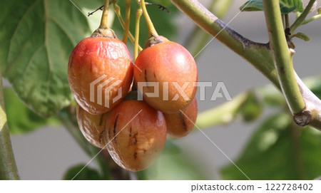 樹番茄 樹番茄 122728402